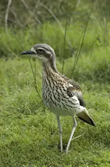 Bush Stone-curlew. Inhabits open woodland. Caversham Wildlife Park, Perth, W. Australia