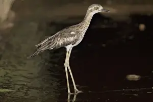 Curlews Prints: Bush Stone-curlew at night Reasonably common across the Top End and northeast but uncommon in the southeast