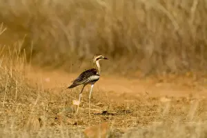 Stone Curlews Prints: Bush Stone-curlew Reasonably common across the Top End and northeast but uncommon in the southeast and southwest