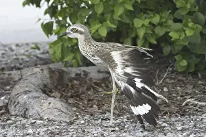 Stone Curlews Prints: Bush Stone-curlew Royal Darwin Hospital grounds, Northern Territory, Australia