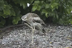 Bush Stone-curlew Royal Darwin Hospital grounds, Northern Territory, Australia