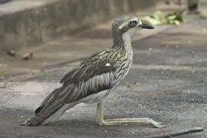 Curlews Prints: Bush Stone-curlew Urban Darwin, Northern Territory, Australia
