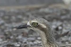 Bush Stone-curlew Urban Darwin, Northern Territory, Australia