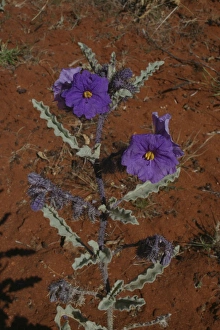 Images Dated 7th June 2003: Bush Tomato plant Northern South Australia, Australia