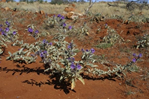 Images Dated 7th June 2003: Bush Tomato plant Northern South Australia, Australia