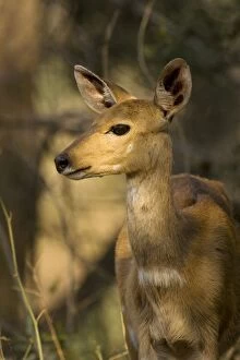 Images Dated 2nd October 2006: Bushbuck - Female in the evening