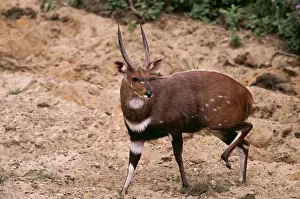 Bushbuck Ram CH 5860 Kruger park, South Africa Tragalaphus scriptus © Clem Haagner / ARDEA LONDON