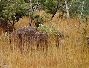 Images Dated 7th January 2009: Bushland with spear grass, eucalypts, sand palm & Hibiscus menzeliae tropical woodland