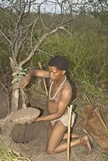 Bushmen Gallery: Bushman - digging up plant to extract drink from root