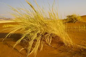 Xerophyte Prints: Bushman‚ grass Stipagrostis sabulicola in the Namib Desert, Namibia