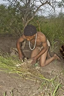 Bushmen Gallery: Bushman - scraping root of plant to extract moisture