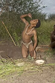 Bushmen Gallery: Bushman - squeezing flesh of plant and drinking