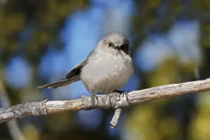 Bushtit