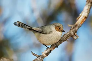 Bushtit