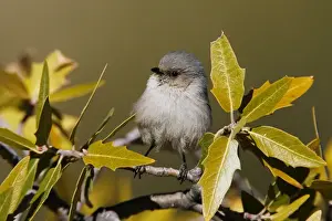 Bushtit