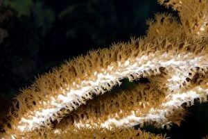 Bushy Gorgonian photographed in aquarium with visible