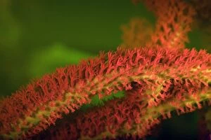 Bushy Gorgonian showing fluorescent colors when