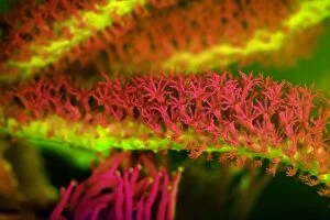 Bushy Gorgonian showing fluorescent colours when
