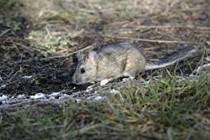 Bushy-tailed Woodrat / Pack Rat in field