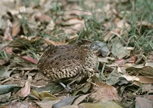 Images Dated 8th June 2006: Bustard Quail - On ground