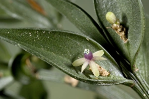 Butchers broom in flower. Excellent example of a cladode, with the flower on a modified stem Butchers broom in flower. Excellent example of a cladode, with the flower on a modified stem