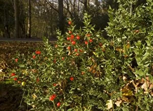 Images Dated 11th November 2008: Butcher's Broom - in flower and fruit, autumn