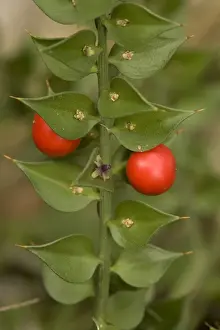 Butcher's broom (Ruscus aculeatus), in flower and fruit. Hants