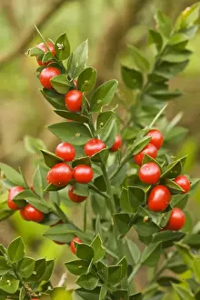 Berries Prints: Butcher's Broom (Ruscus aculeatus) with berries. Dorset