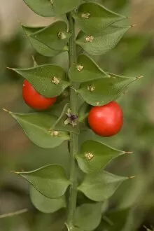 Images Dated 17th April 2006: Butcher's broom (Ruscus aculeatus), in flower and fruit. Hants