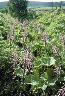 Images Dated 21st September 2004: Butterbur