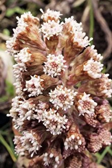 Images Dated 25th February 2008: Butterbur - Flowering plant, Lower Saxony, Germany