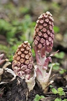 Images Dated 25th February 2008: Butterbur - Flowering plants