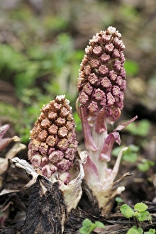 Images Dated 25th February 2008: Butterbur - Flowering plants, Lower Saxony, Germany