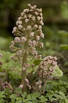 Images Dated 15th April 2006: Butterbur, male spikes in flower