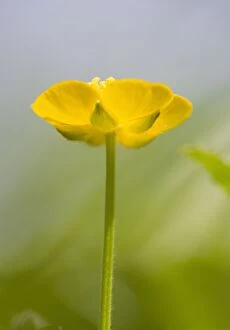 Images Dated 25th May 2006: Buttercup Flower - Norfolk UK