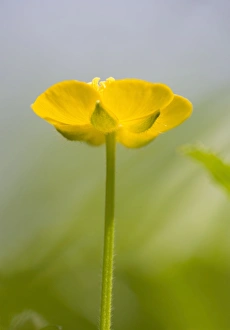 Images Dated 25th May 2006: Buttercup Flower - Norfolk UK