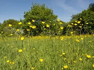 Images Dated 4th June 2013: Buttercups - in meadow