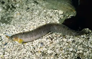 Butterfish / Gunnel rock pools, UK
