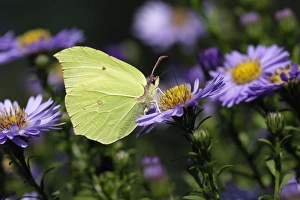 Brimstone Butterfly - feeding on garden plant