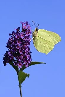 Butterfly, Brimstone - on Buddleia blosssom in garden
