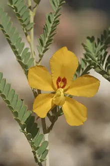 Butterfly Bush - Name refers to the flower. A native of the Alice Springs area inhabiting sandy country. Photographed in Alice Springs, Northern Territory, Australia