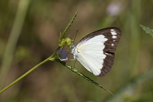 Images Dated 13th May 2008: Butterfly - Caper Gull / Australian Gull Belonging to the Family Pieridae the Australian Gull is