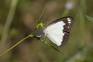 Butterfly - Caper Gull / Australian Gull Belonging to the Family Pieridae the Australian Gull is found from Indonesia to Fiji and across the northern two thirds of Australia