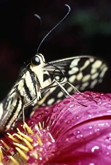 Butterfly - close-up of tongue / proboscis