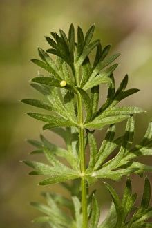 Images Dated 15th June 2006: Butterfly Egg - Egg of Common Swallowtail Butterfly on umbellifer. France