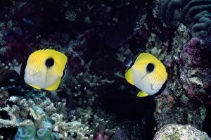Images Dated 19th December 2007: Butterfly Fish Indo Pacific