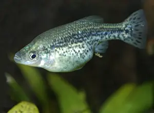 Butterfly Goodeid: a live- bearing desert fish believed extinct until rediscovered in a swimming pool in Western Mexico, 1996