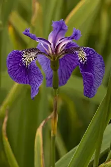 Irises Prints: Butterfly iris (Iris spuria), France