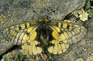 Butterfly - male on rocks of Sengilen mountain range