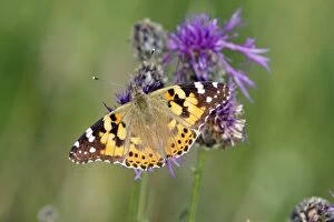 Butterfly, Painted Lady - feeding on knapweed flower